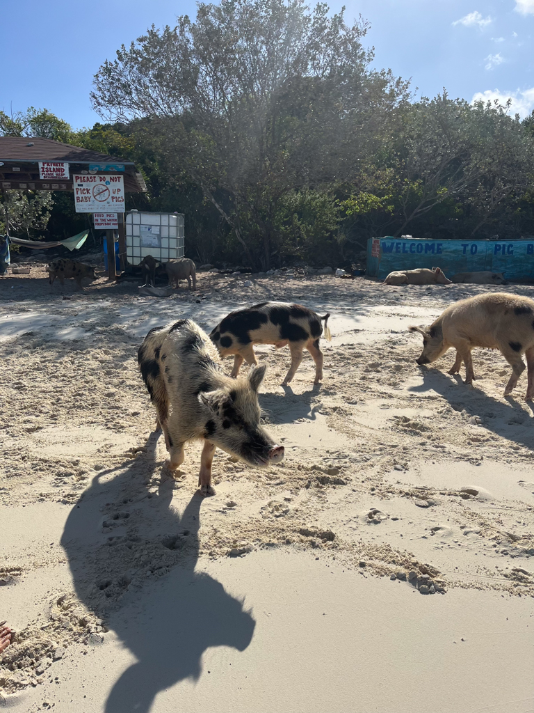 Pigs in the Bay, Bahamas