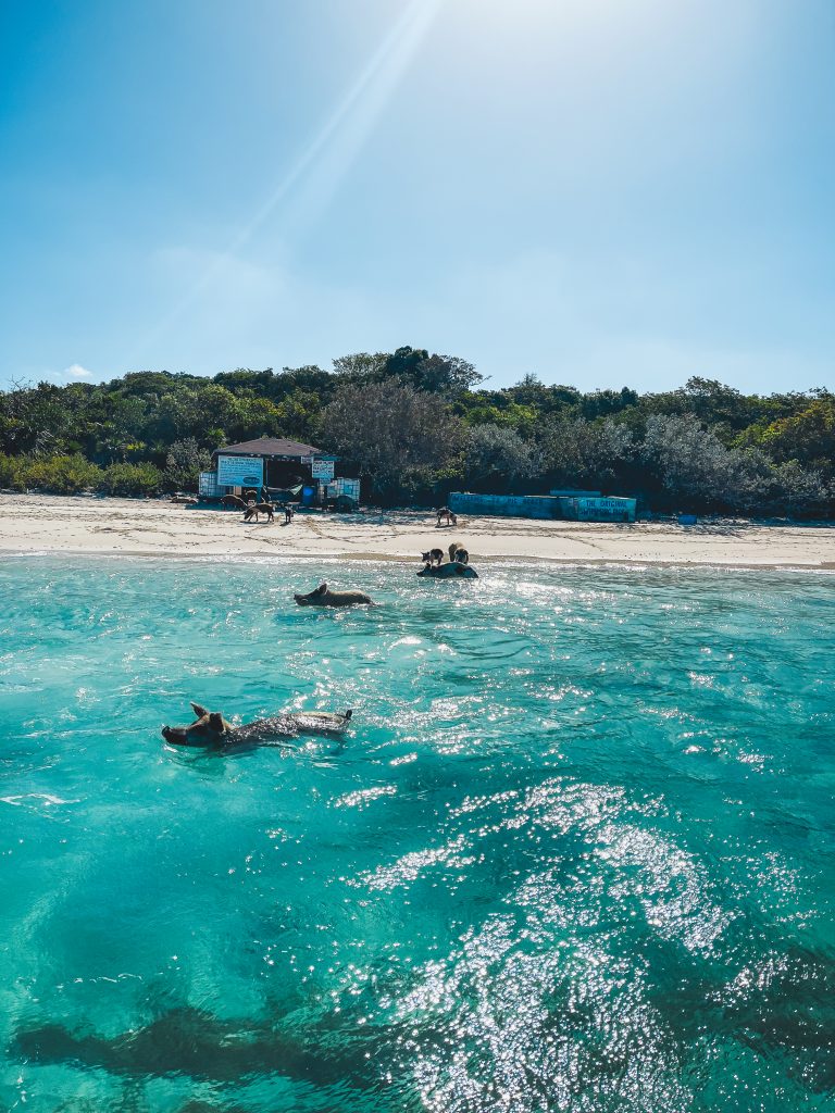 Pigs swimming a Pig Bay in Bahamas