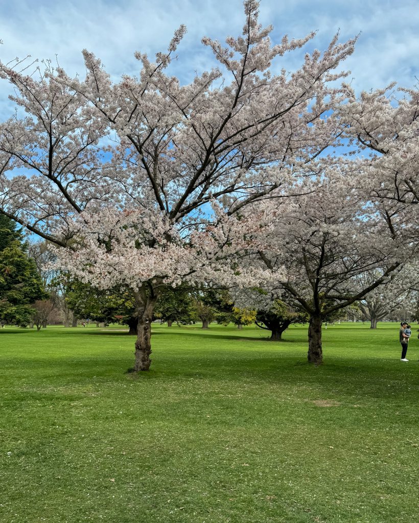 Blossoms in Hagley Park, Christchurch