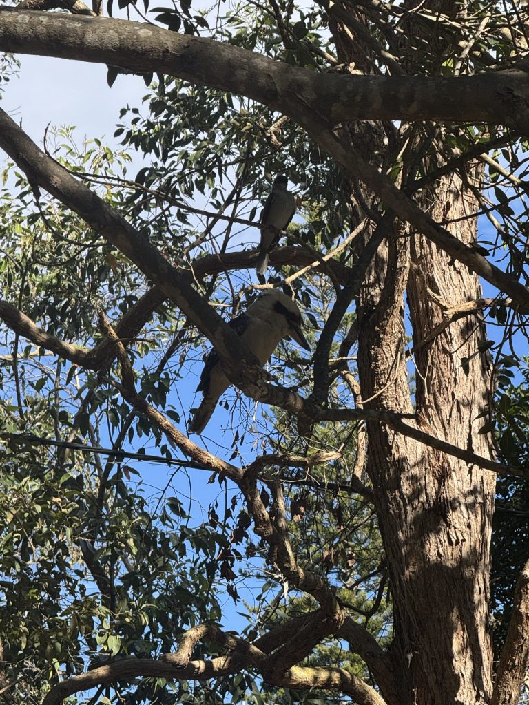 Kookaburra in a tree